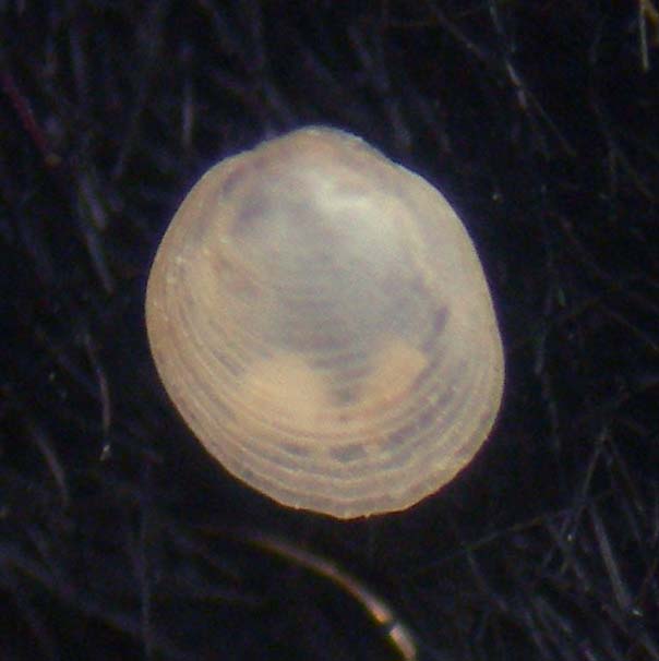 bivalve